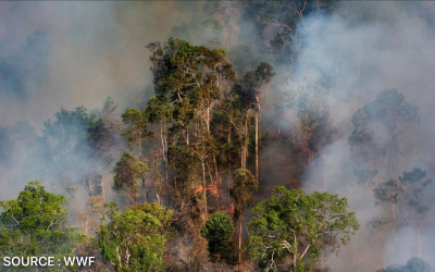 Un avenir plus vert pour la forêt amazonienne